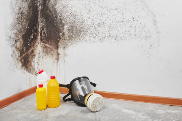 Best Home Mold Removal  in Lla Lla, WA