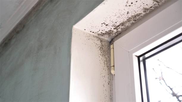 Best Emergency Mold Removal  in Lla Lla, WA