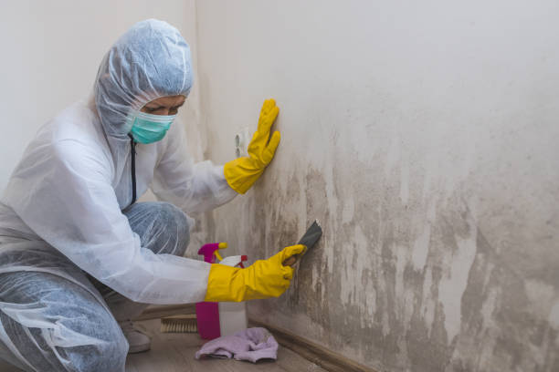 Best Residential Mold Removal  in Lla Lla, WA