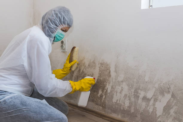 Office Mold Removal Services in Walla Walla, WA