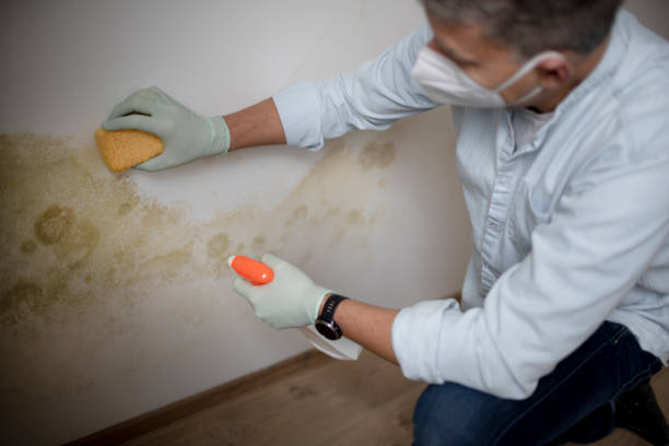 Best Commercial Mold Removal  in Lla Lla, WA