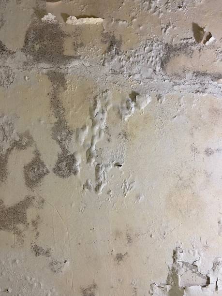 Best Mold Removal Company Near Me  in Lla Lla, WA