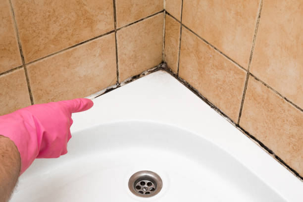 Best Mold Damage Repair  in Lla Lla, WA