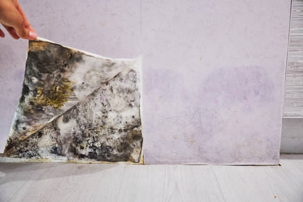 Best Office Mold Removal Services  in Lla Lla, WA